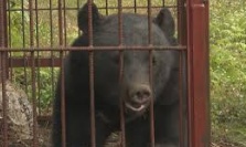 捕獲された熊(日テレニュースNNNより）