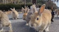 大久野島のウサギ（広島ホームテレビより）